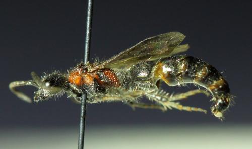 Réf. 189 098 : Myrmilla triareolata